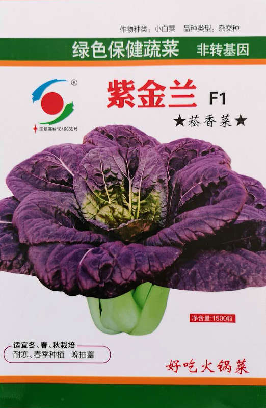 紫金兰——紫红保健菜